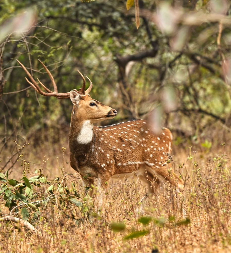 Narsinghgarh Animals
